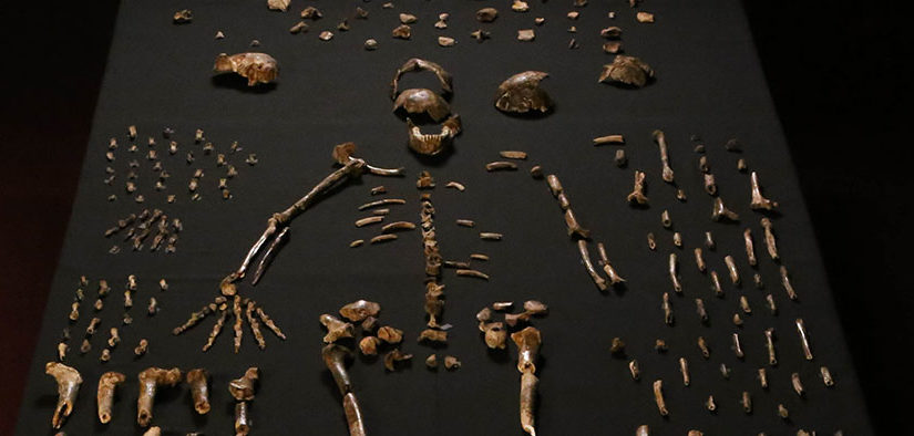 Dinaledi Chamber – Perot Museum of Nature and Science