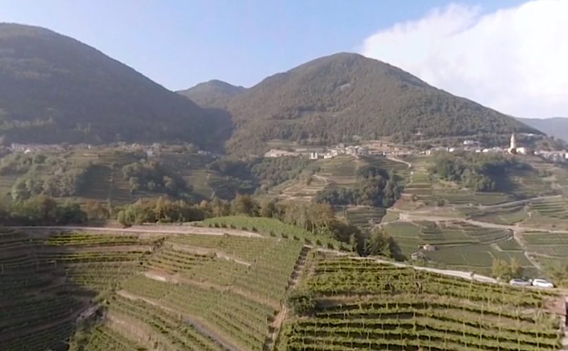 Cavit Wines – 360 Video Experience