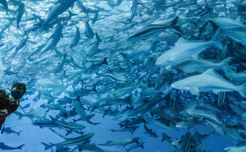 Open Blue Cobia – VR Film