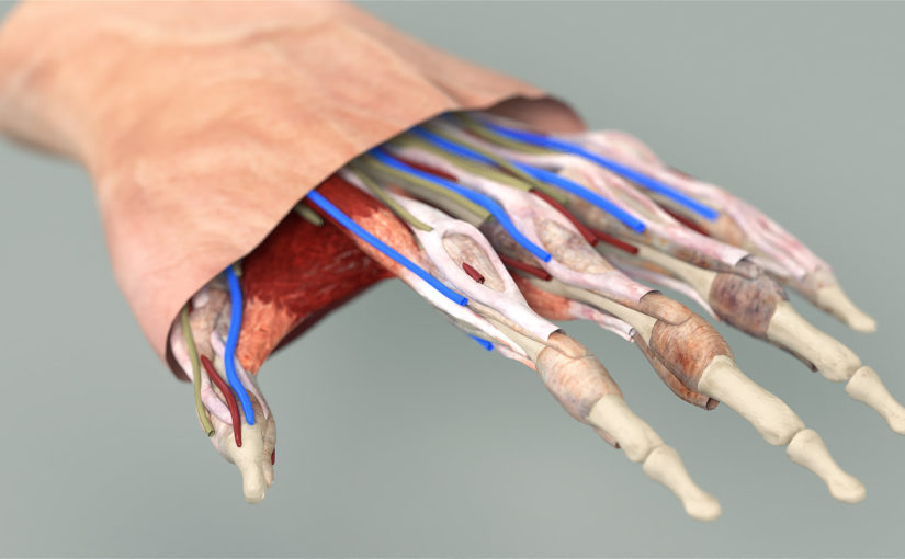 Hand Anatomy