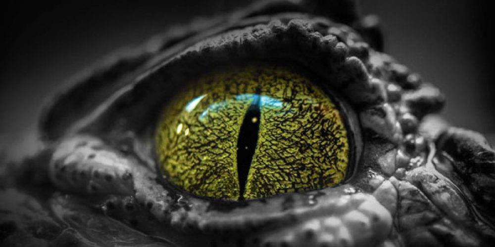 Australian Reptile Park