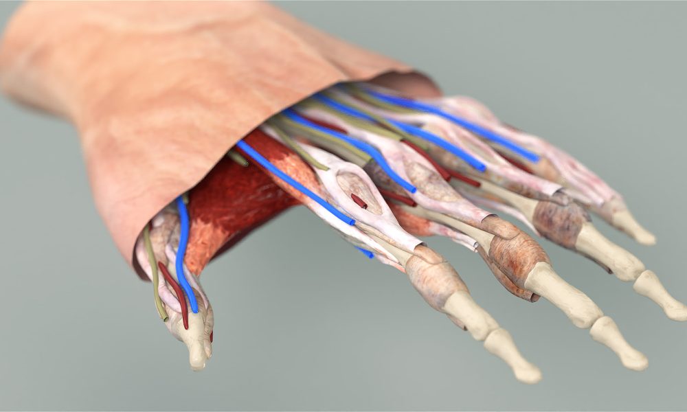 Hand Anatomy
