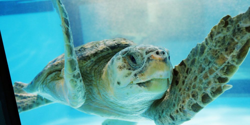 Saving Bermuda’s Turtles