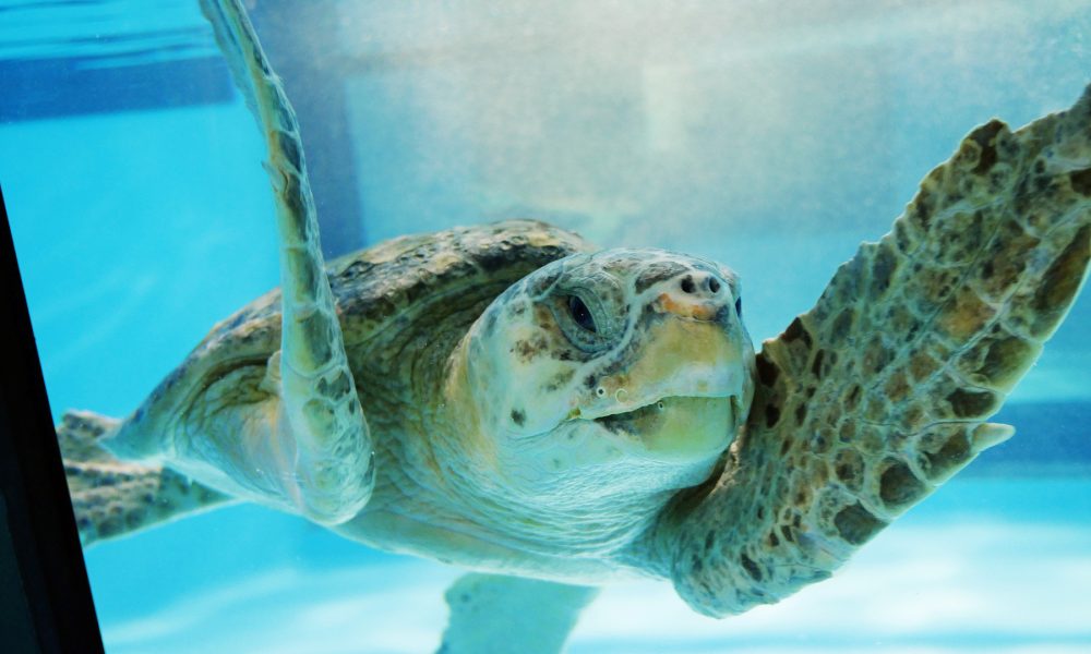 Saving Bermuda’s Turtles